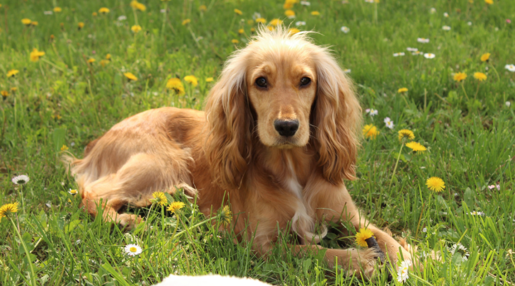 Are Cocker Spaniels Hypoallergenic?