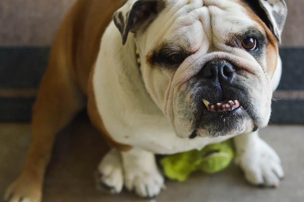 Underbite Dogs