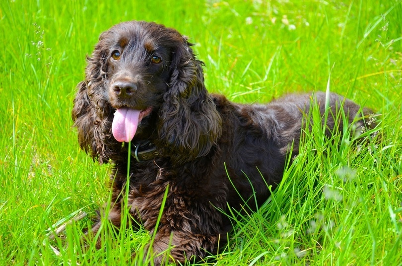 Are Cocker Spaniels Hypoallergenic?