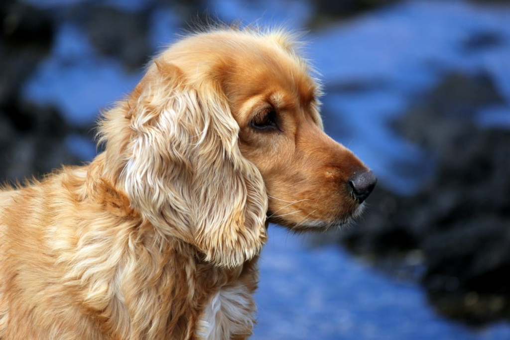 Are Cocker Spaniels Hypoallergenic?