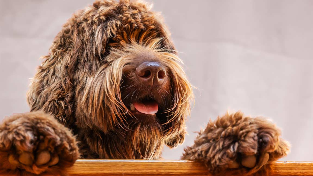 Chocolate Goldendoodle