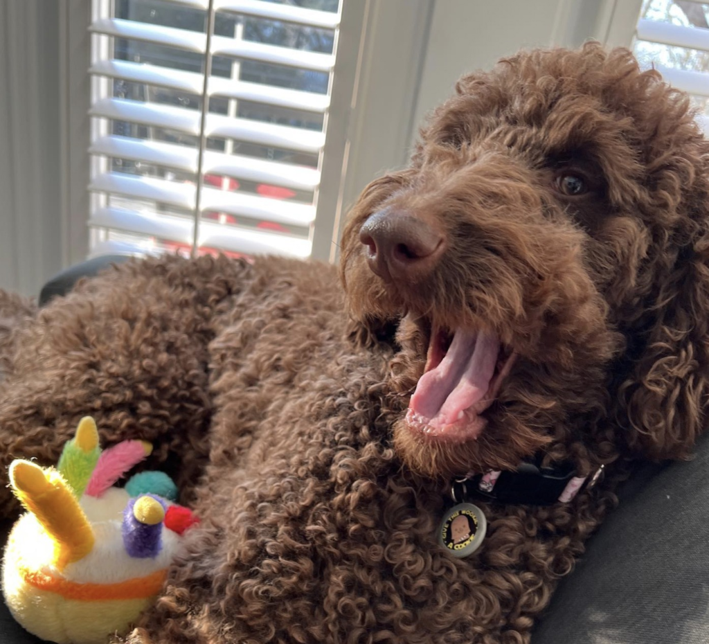 Chocolate Goldendoodle