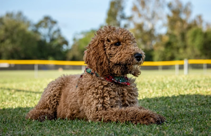 Chocolate Goldendoodle