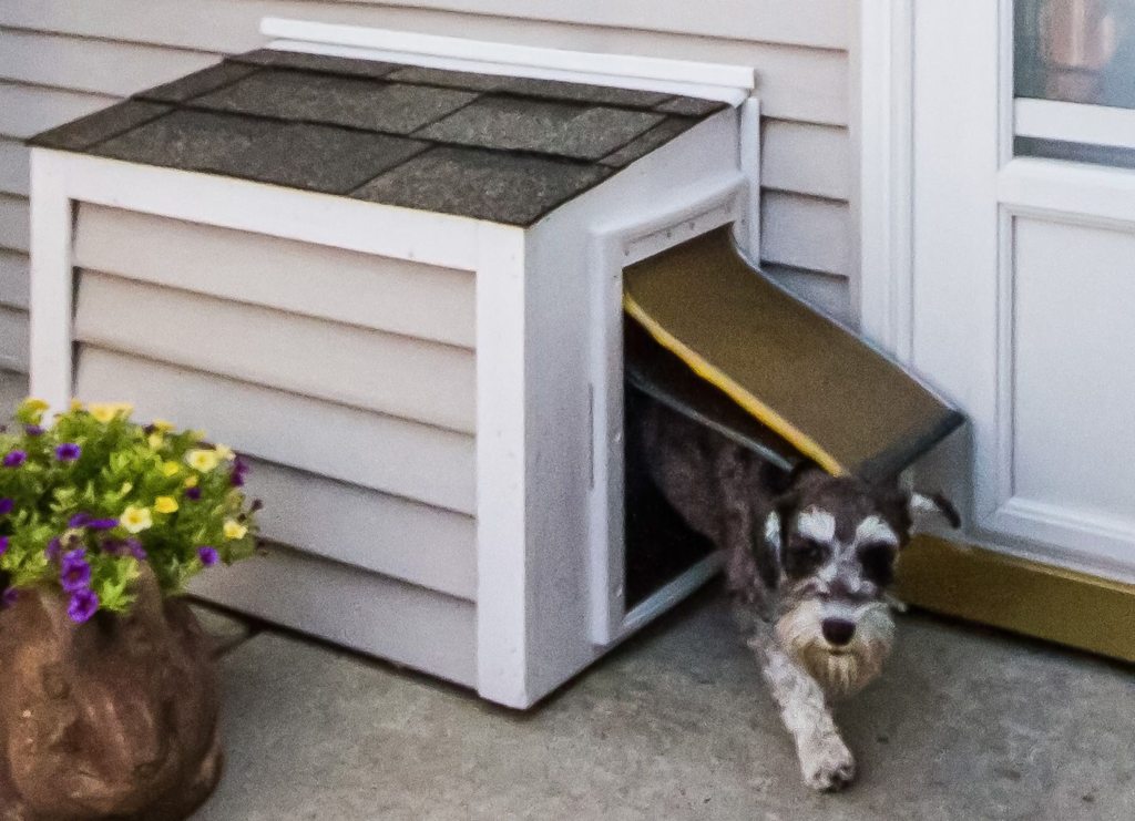 Exterior Dog Doors