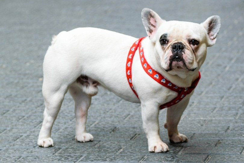 White French Bulldog