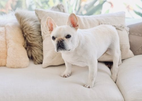 White French Bulldog