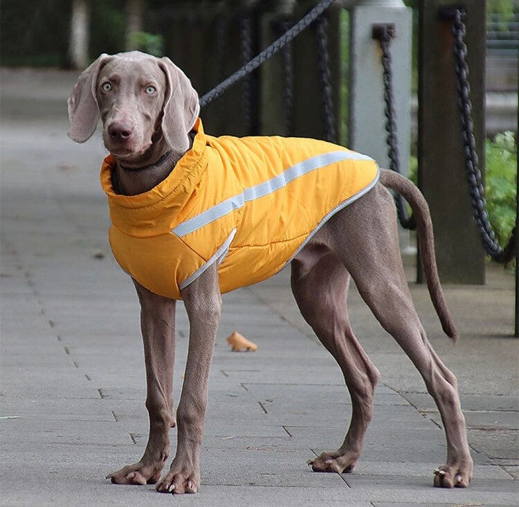 Large Dog Jacket