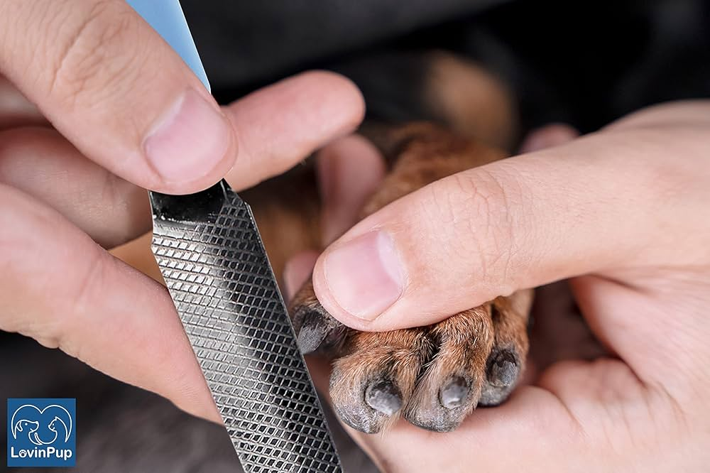 Dog Files For Nails