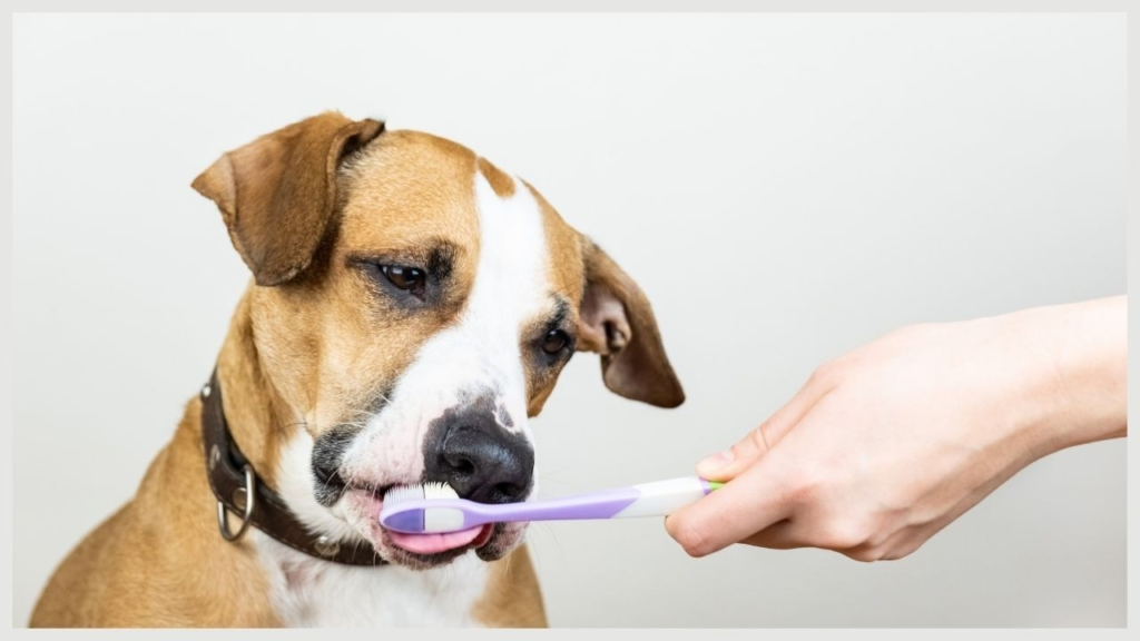 Dog Finger Toothbrush