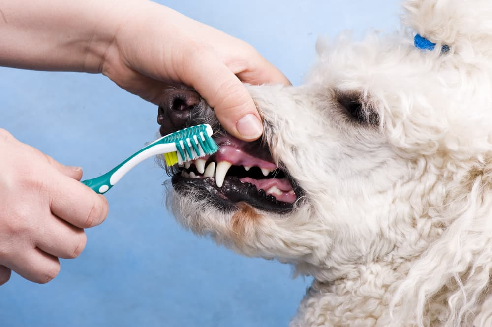 Dog Finger Toothbrush