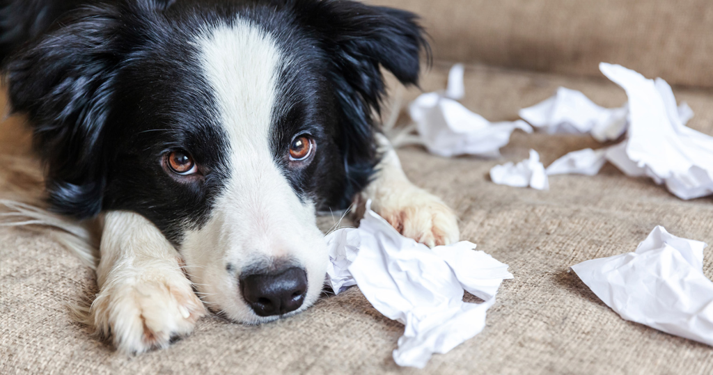 Why Do Dogs Dig on Beds And Couches?