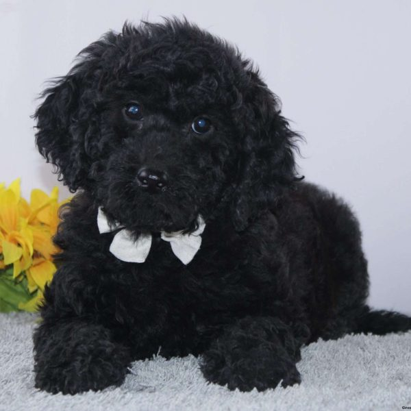 Black Goldendoodle Puppy