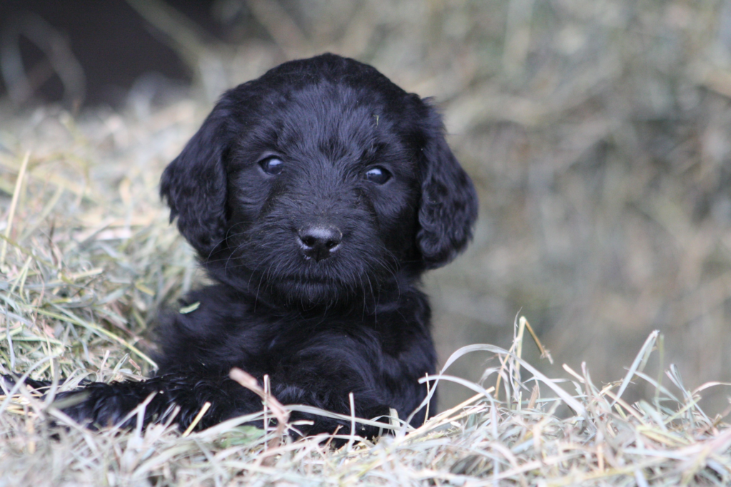 Black Goldendoodle Puppy