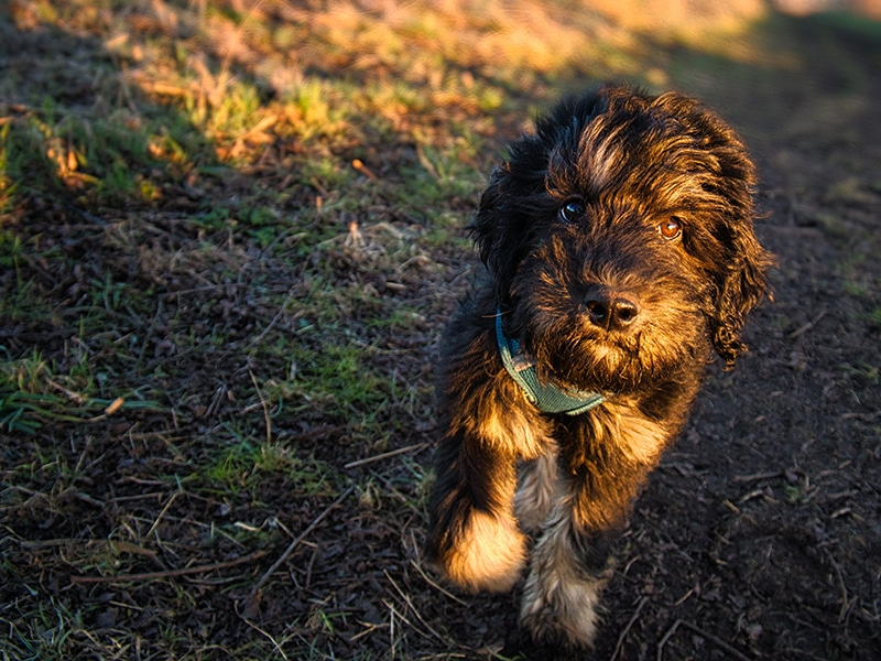 Black Goldendoodle Puppy