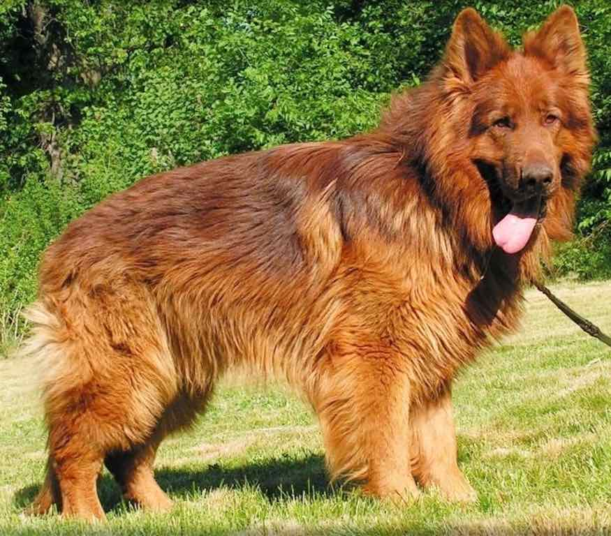 Red German Shepherd