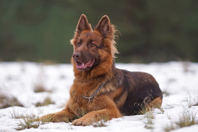 Red German Shepherd