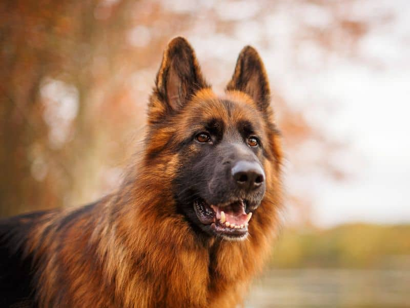 Red German Shepherd