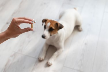 I Almost Killed My Dog With Fish Oil