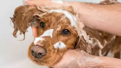 Best Smelling Puppy Shampoo