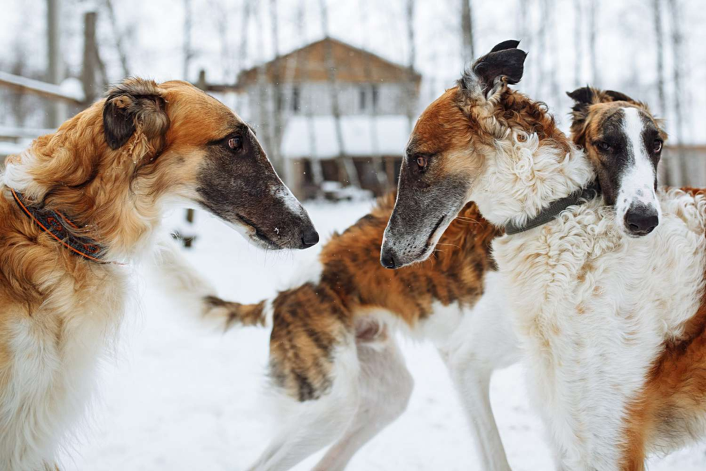 All About Borzoi