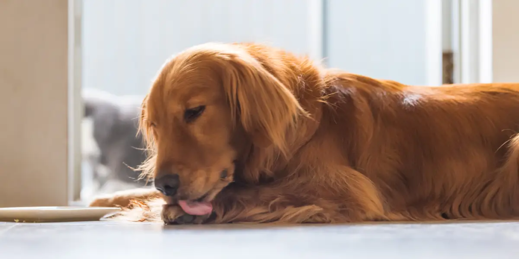 Why Dogs Lick Their Private Parts?