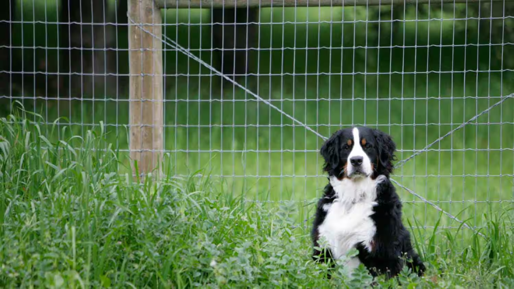 Best Fencing For a Dog Run