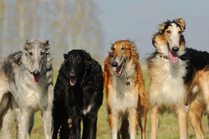 All About Borzoi