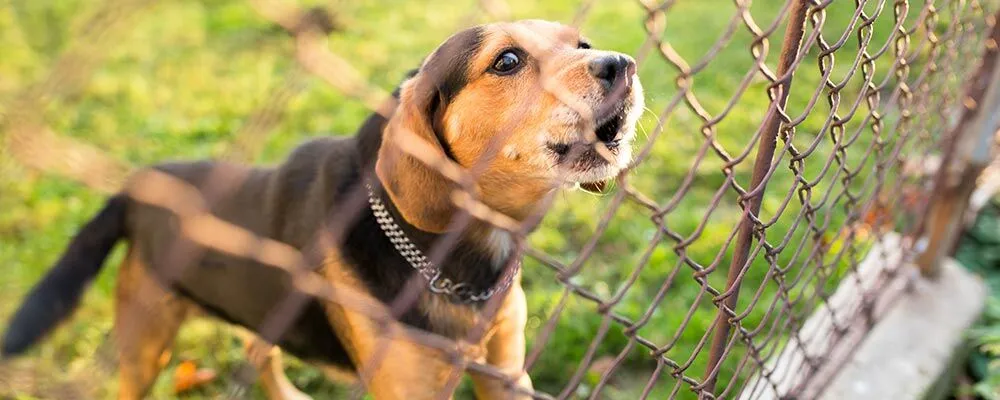 Best Fencing For a Dog Run