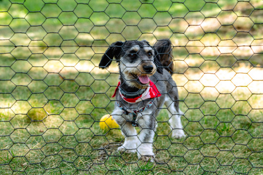 Best Fencing For a Dog Run