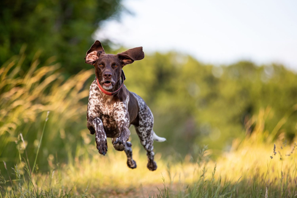 Female Hunting Dog Names