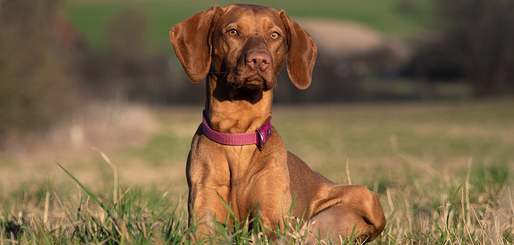 Female Hunting Dog Names