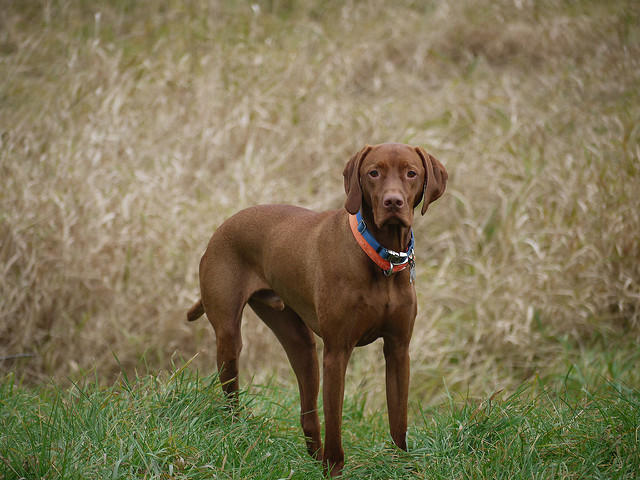 Female Hunting Dog Names