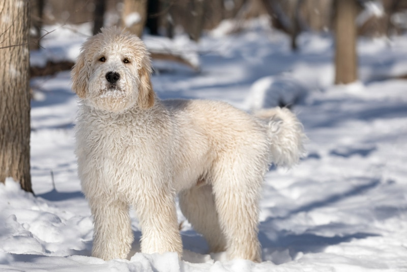 White Goldendoodle