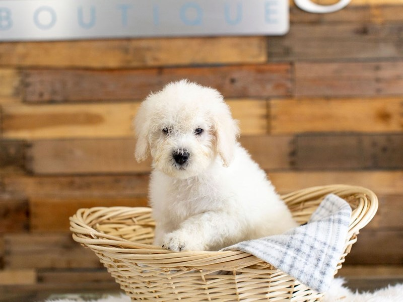 White Goldendoodle