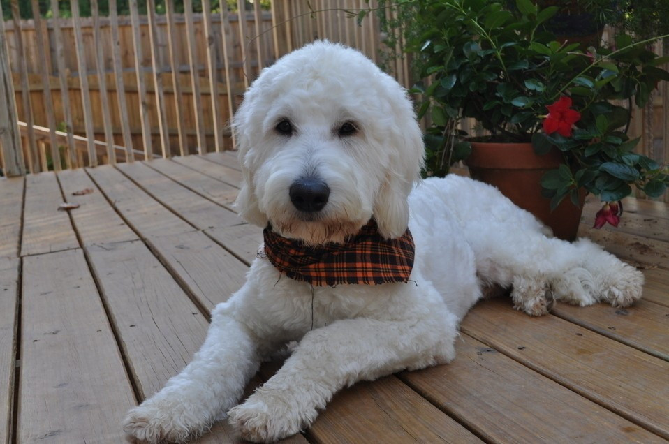 White Goldendoodle