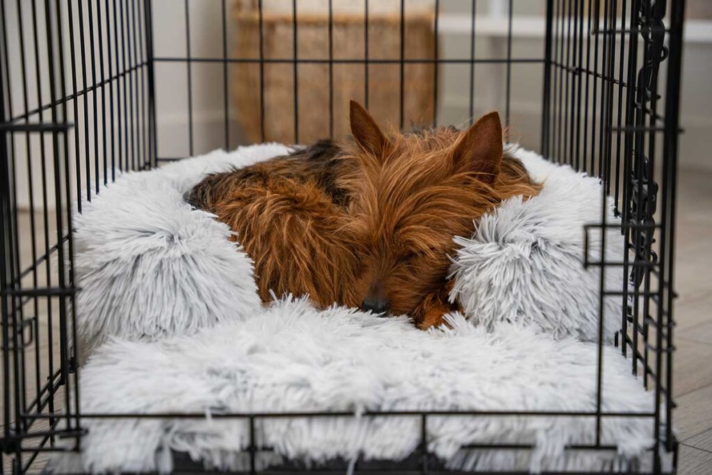 Dogs Crate And Bed