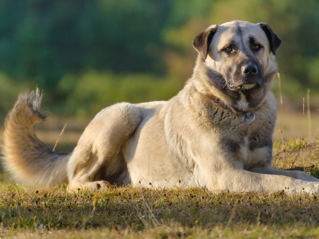 Anatolian Shepherd Dogs