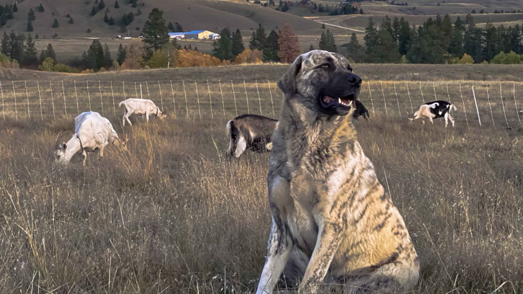 Anatolian Shepherd Dogs