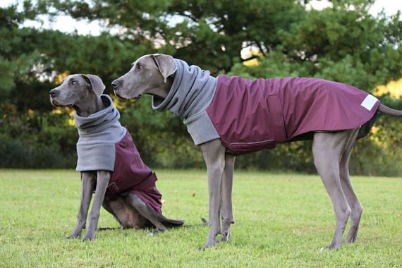 Dog Clothes For Large Dogs