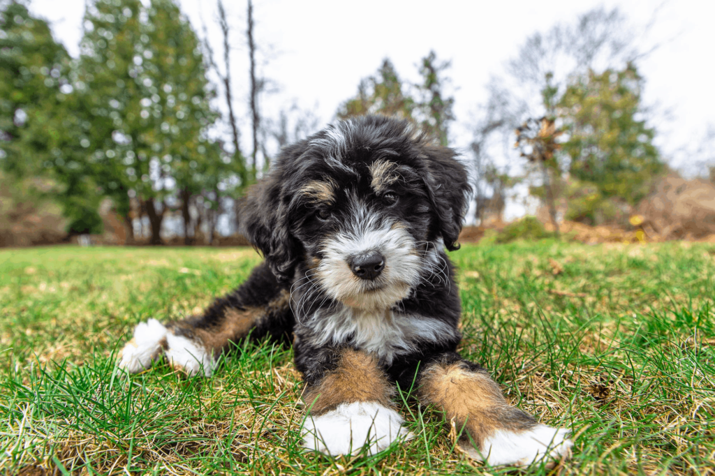 Medium Bernedoodle