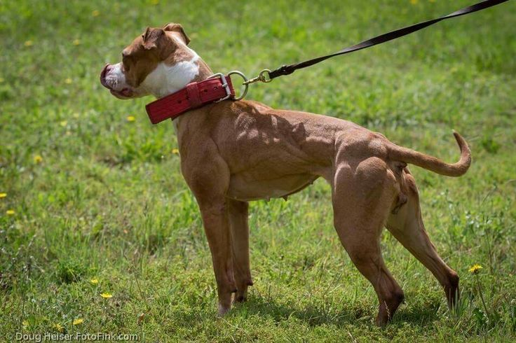 Pitbull Training