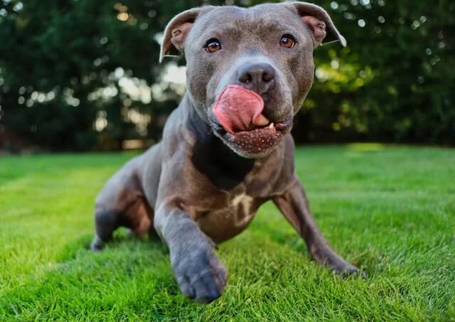 Pitbull Training