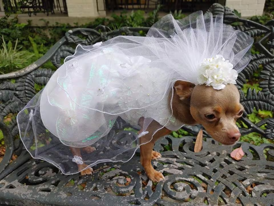 Dogs Wedding Dress