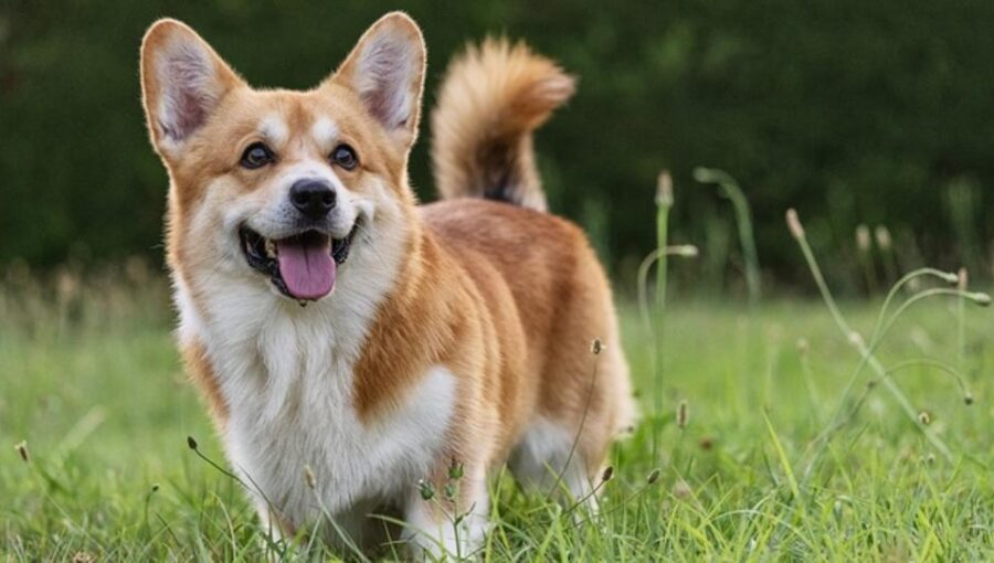 Adult Corgi