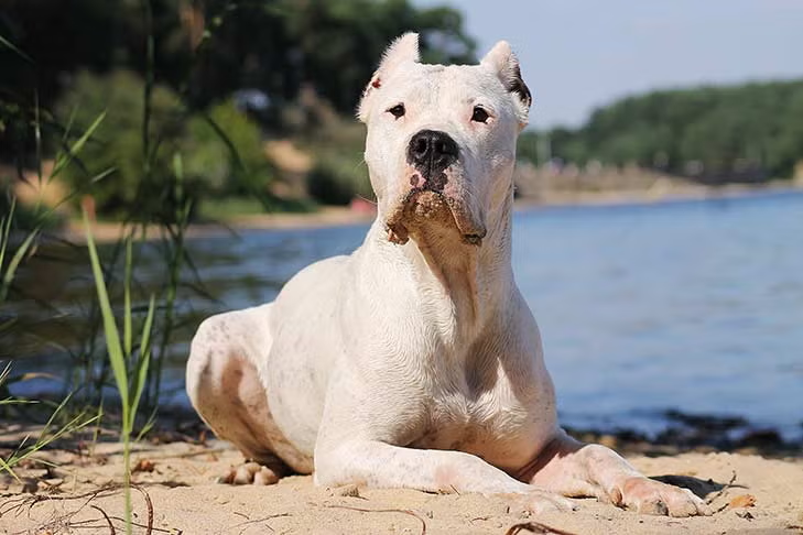 Dogo Argentino