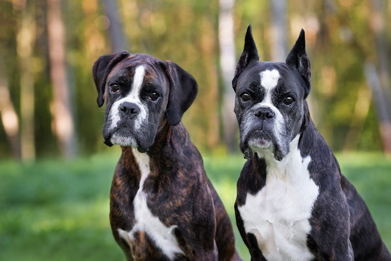 Boxer Ear Cropping