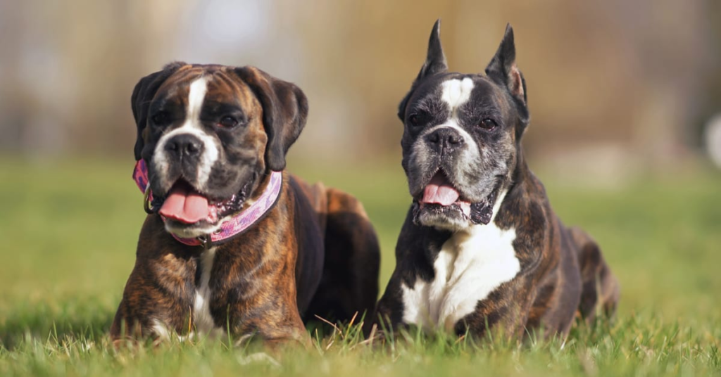 Boxer Ear Cropping