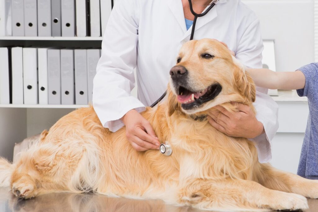 When To Euthanize a Dog With Liver Failure?