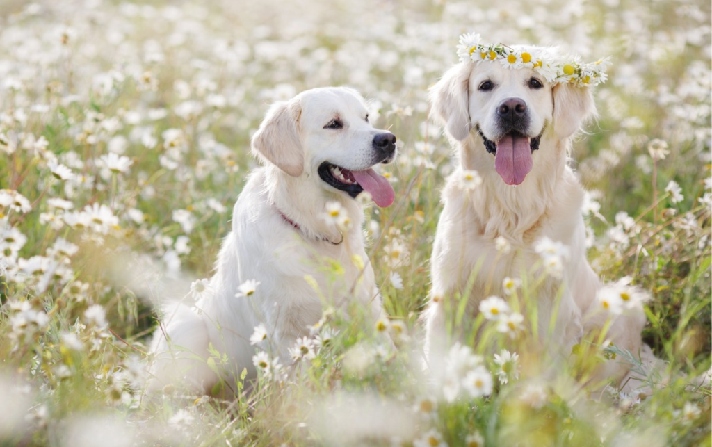 Dog Flowers