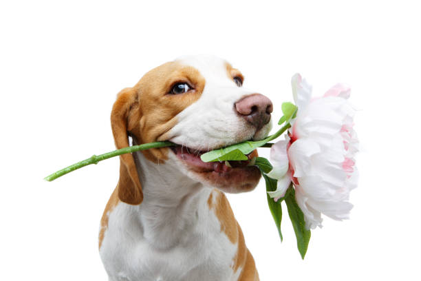 Dog Flowers